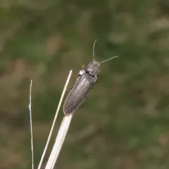 Cylindrical Click Beetle thumbnail 1