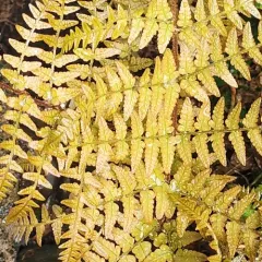 autumn fern thumbnail 3