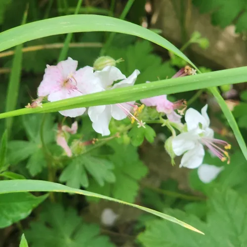 Rock Crane's-bill