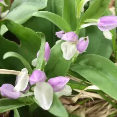 showy orchis thumbnail 1