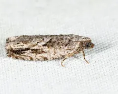 Arrowhead Moth thumbnail 3