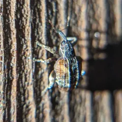 Cambium Curculio thumbnail 3