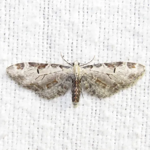 Tawny Eupithecia Moth