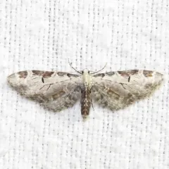 Tawny Eupithecia Moth thumbnail 1