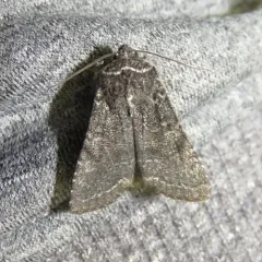 Lined Black Aspen Woodling thumbnail 1