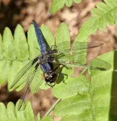 Blue Corporal thumbnail 3
