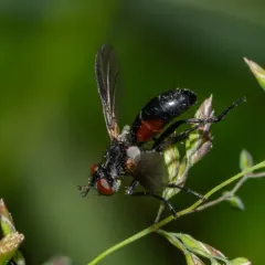 Cylindromyia interrupta thumbnail 4