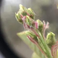 Running Serviceberry thumbnail 3