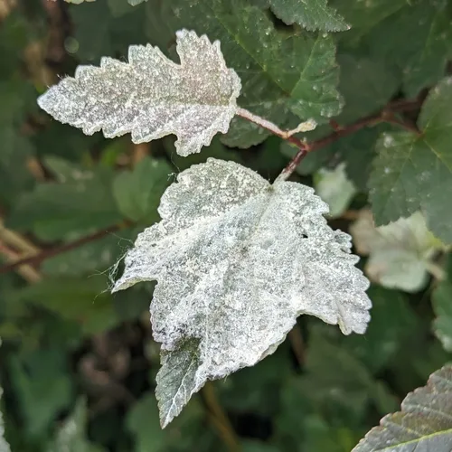 Ninebark Powdery Mildew
