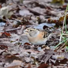 Brambling thumbnail 3