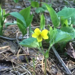 Smooth Yellow Violet thumbnail 2