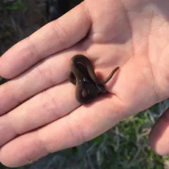 Red-bellied Snake thumbnail 4
