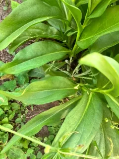 Guinea Paper Wasp thumbnail 3