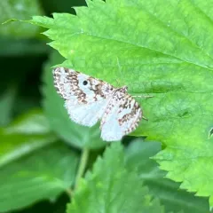 Powder Moth thumbnail 1