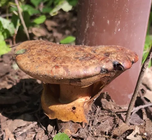 Leathery-veiled Bolete