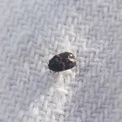 Larger Cabinet Beetle thumbnail 2