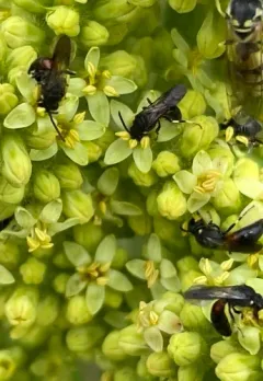 Nelumbo Masked Bee thumbnail 3