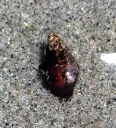 Carinate Dovesnail thumbnail 3