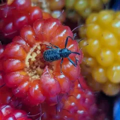 Dorytomus inaequalis thumbnail 2