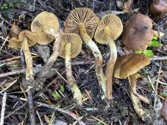 Cortinarius olivaceoluteus thumbnail 4