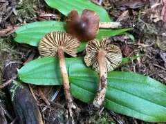 Inocybe involuta thumbnail 3