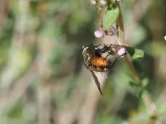 Peleteria rubescens thumbnail 3