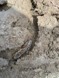 European Mole Cricket thumbnail 3