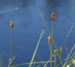creeping sedge thumbnail 4