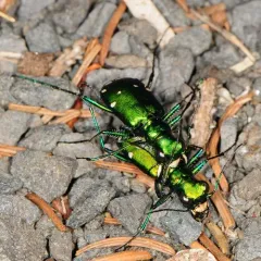 Six-spotted Tiger Beetle thumbnail 3