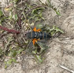 Rocky Mountain Cicada thumbnail 3