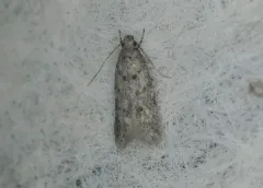Pseudotelphusa quercinigracella thumbnail 3
