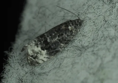 Apotomis afficticia