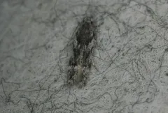 Carpatolechia belangerella thumbnail 2