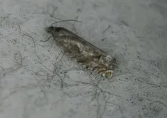 Epinotia corylana thumbnail 3