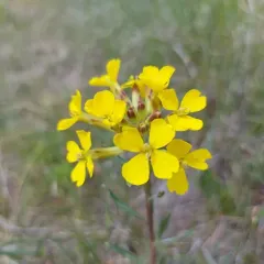Prairie-rocket Wallflower thumbnail 4