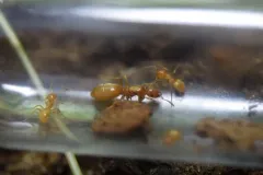 Western Citronella Ant thumbnail 3