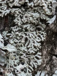 Branching Fringe Lichen thumbnail 3