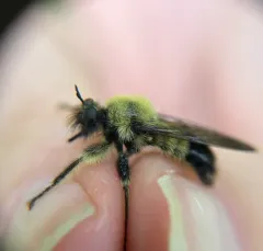 Yellow-waisted Laphria thumbnail 3