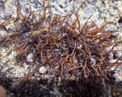 Gloiopeltis furcata thumbnail 3