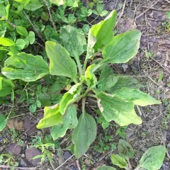 American plantain thumbnail 2