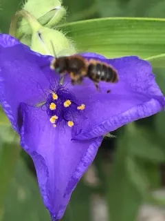 Viper's Bugloss Small-Mason thumbnail 3