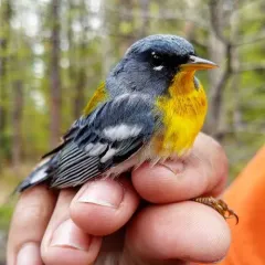 Northern Parula thumbnail 2