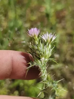 Slender Thistle thumbnail 4
