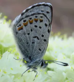Columbian Blue thumbnail 2