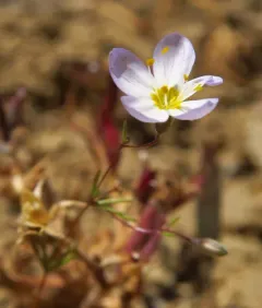 Flax-flowered Linanthus thumbnail 3
