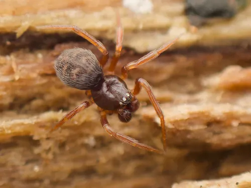 Dipoena washougalia