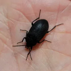 Velvety bark beetle thumbnail 3