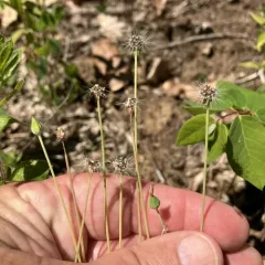 Virginia dwarfdandelion thumbnail 4