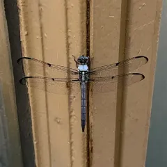 Great Blue Skimmer thumbnail 3