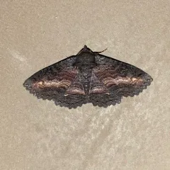 Black Zale Moth thumbnail 4